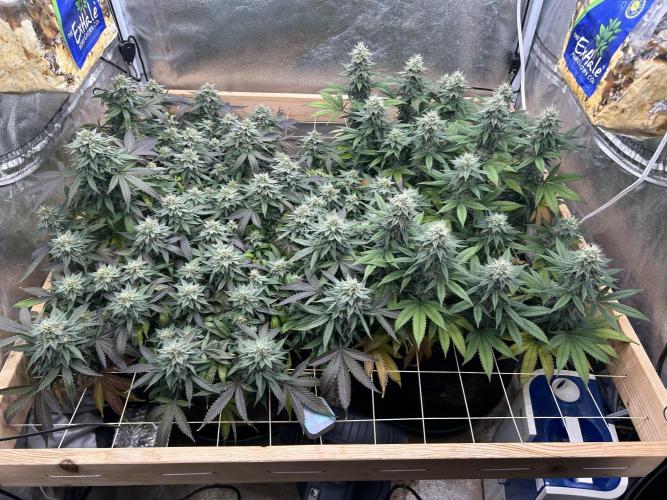 Kannabia - Apple Fritter. Week 23 - 2/7/26