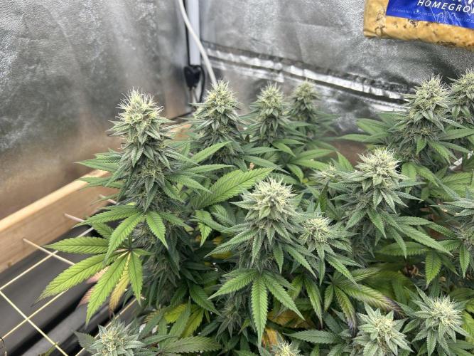 Kannabia - Apple Fritter. Week 23