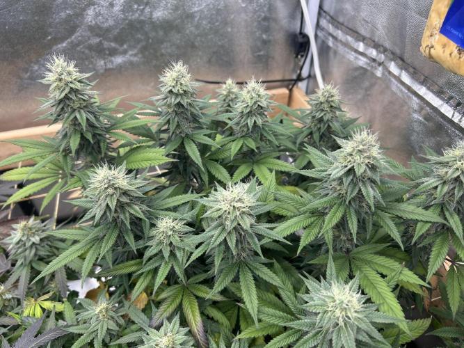 Kannabia - Apple Fritter. Week 23