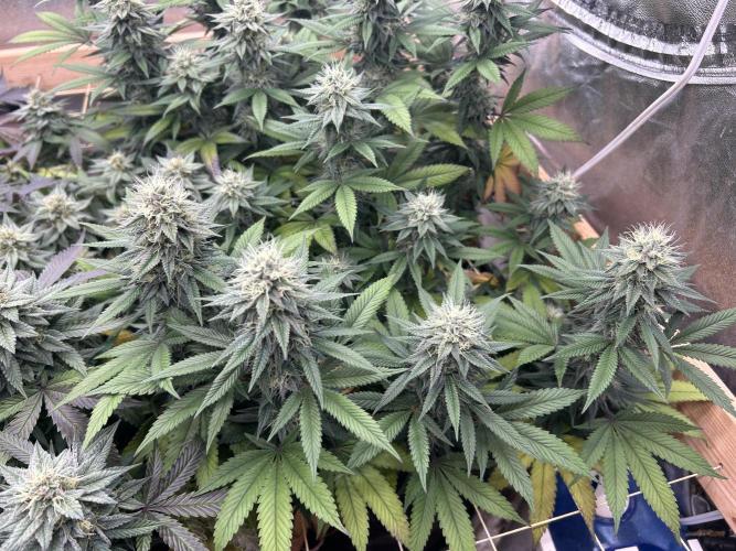 Kannabia - Apple Fritter. Week 23