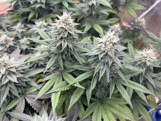 Kannabia - Apple Fritter. Week 23