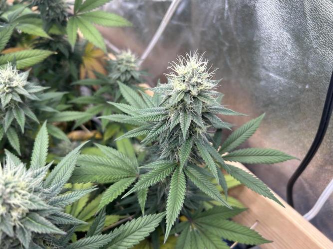 Kannabia - Apple Fritter. Week 23