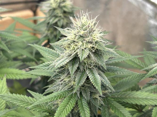 Kannabia - Apple Fritter. Week 23