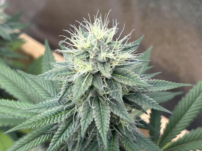 Kannabia - Apple Fritter. Week 23