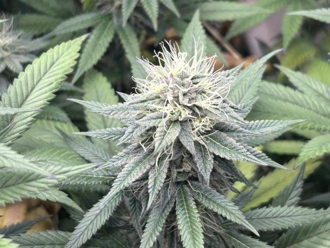 Kannabia - Apple Fritter. Week 23