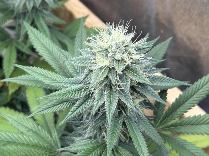 Kannabia - Apple Fritter. Week 23