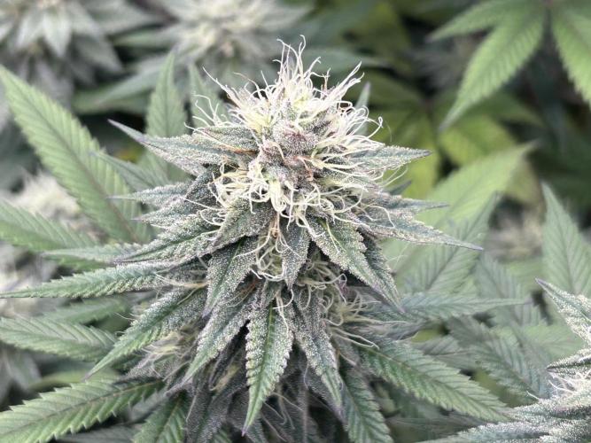 Kannabia - Apple Fritter. Week 23