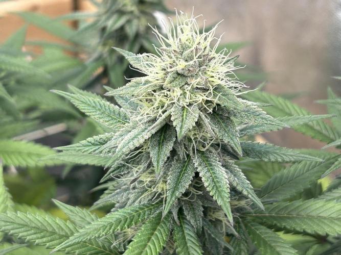 Kannabia - Apple Fritter. Week 23