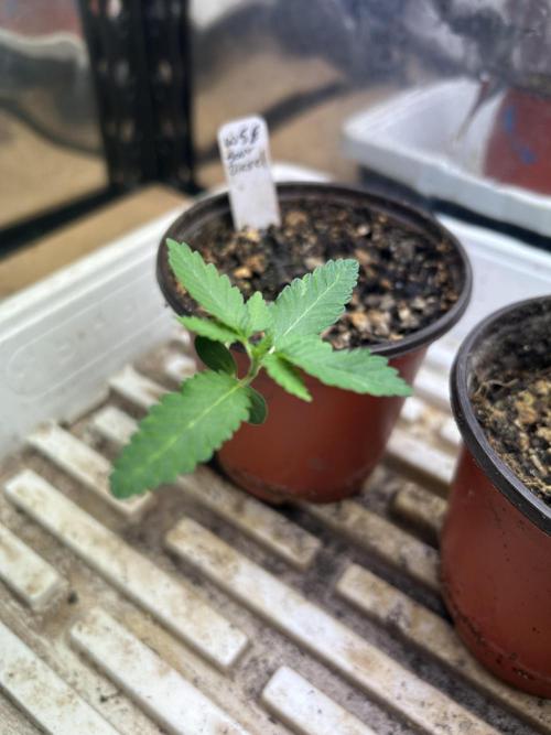 WSE - Sour Diesel. Week 2 - 2/7/26