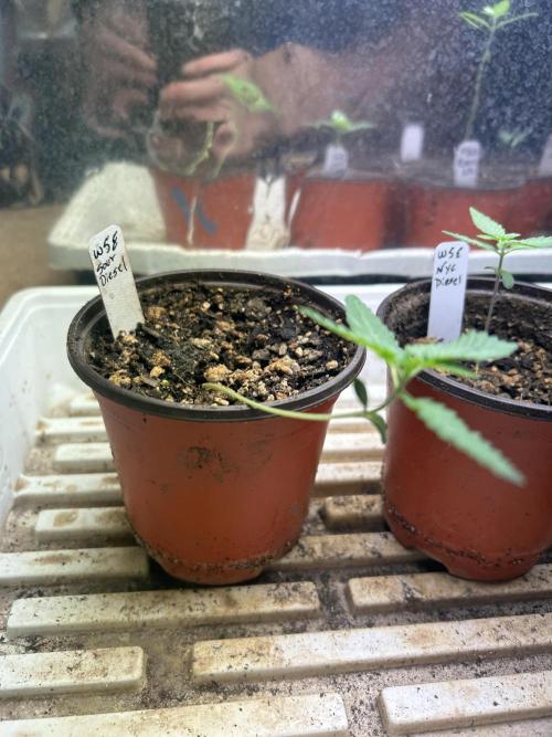 WSE - Sour Diesel. Week 2