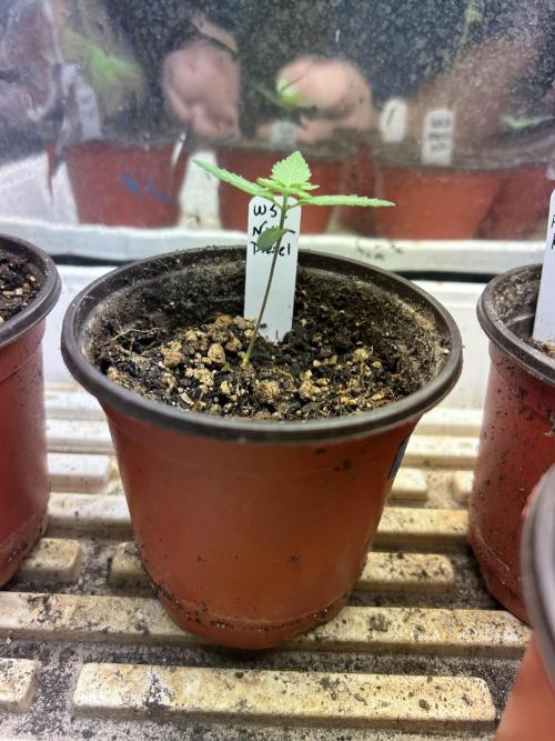 WSE - NYC Diesel. Week 2 - 2/7/26