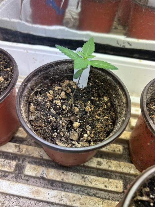 WSE - NYC Diesel. Week 2