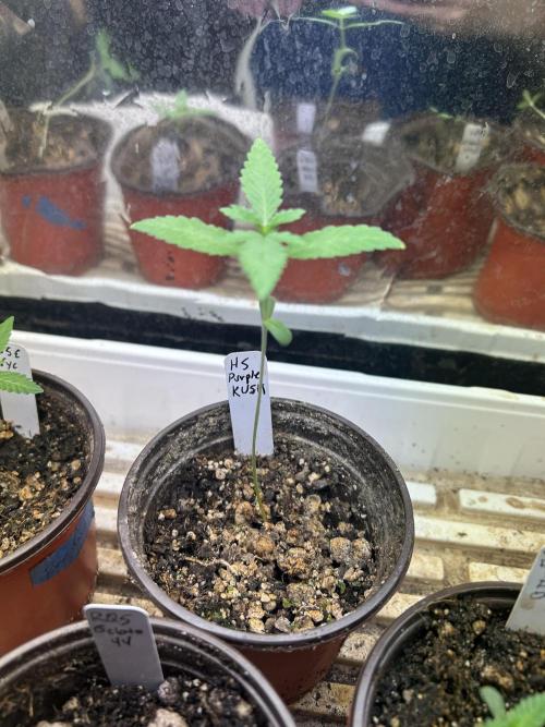 HS - Purple Kush. Week 2 - 2/7/26