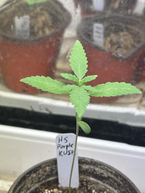 HS - Purple Kush. Week 2