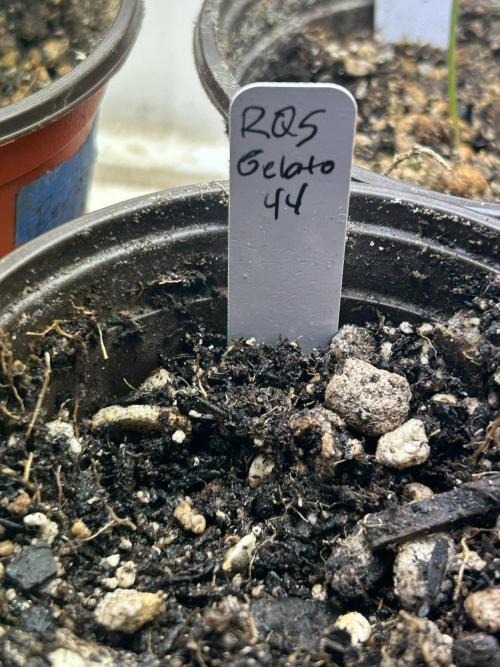 RQS - Gelato 44. Week 0 - 2/7/26