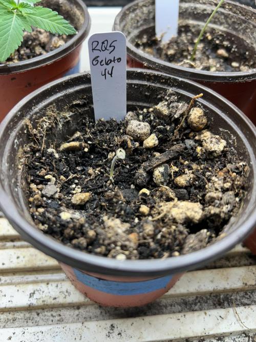 RQS - Gelato 44. Week 0 - 2/8/26