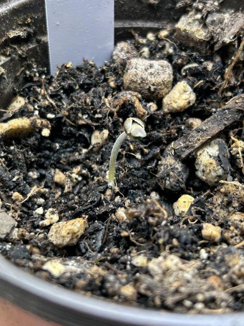 RQS - Gelato 44. Week 0 - 2/8/26