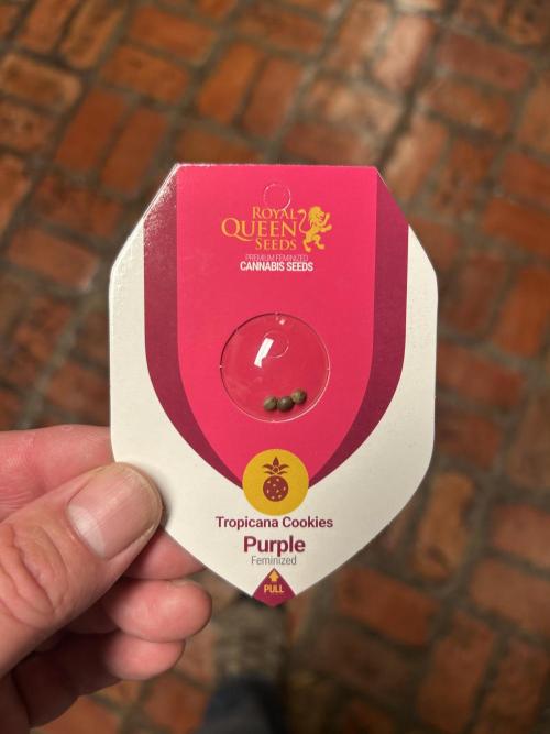 RQS - Tropicana Cookies Purple. Week 0