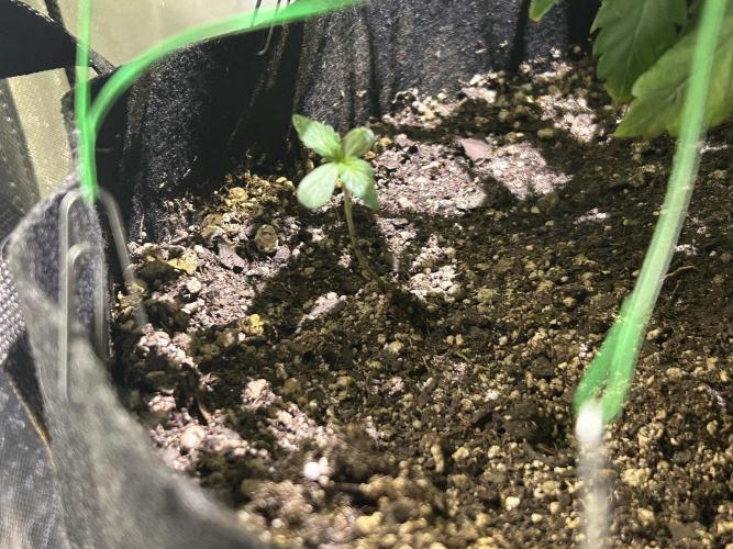 RQS - Tropicana Cookies Purple. Week 0