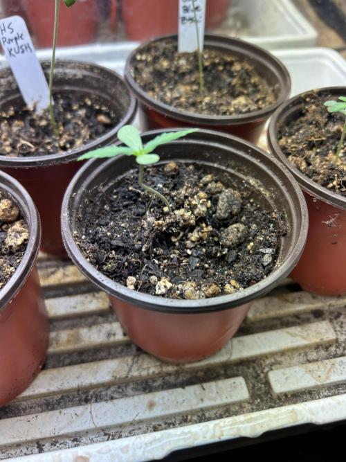 RQS - Tropicana Cookies Purple. Week 1 - 2/10/26