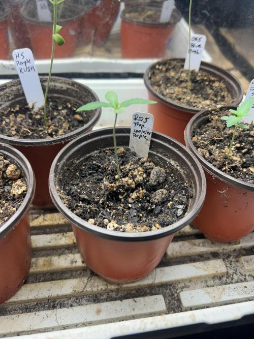 RQS - Tropicana Cookies Purple. Week 1 - 2/10/26