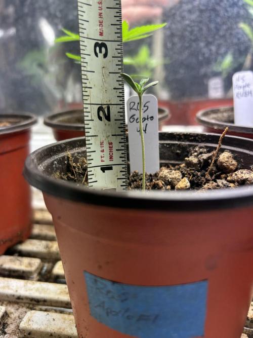 RQS - Gelato 44. Week 1