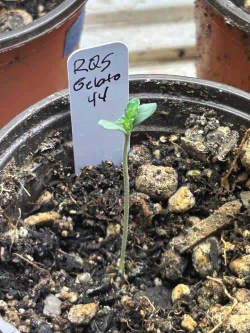 RQS - Gelato 44. Week 1 - 2/14/26