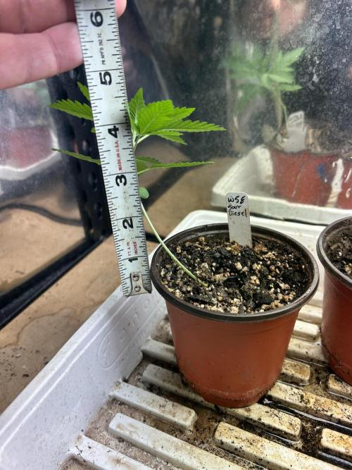 WSE - Sour Diesel. Week 3 - 2/14/26