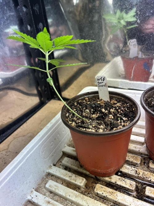 WSE - Sour Diesel. Week 3