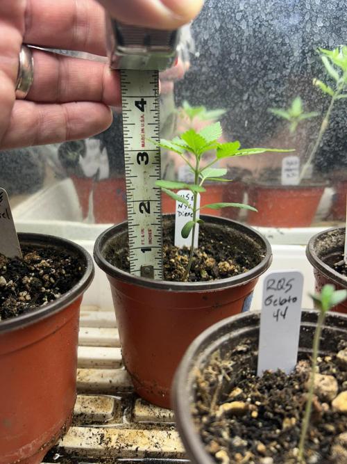 WSE - NYC Diesel. Week 3