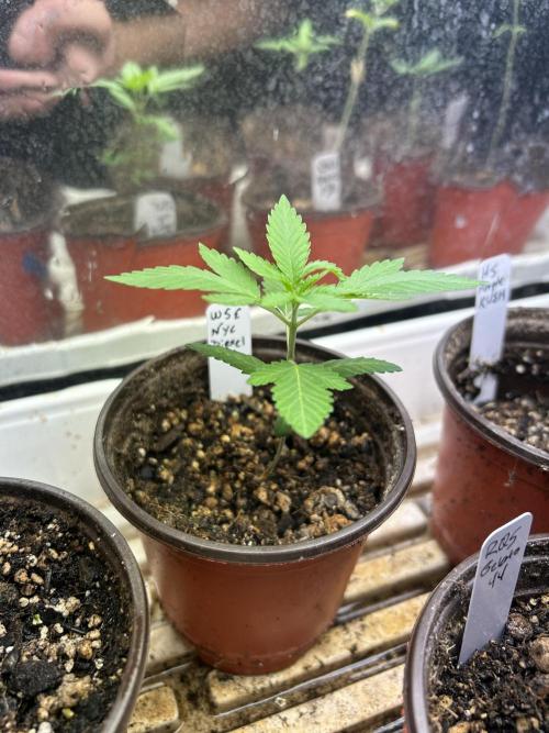 WSE - NYC Diesel. Week 3 - 2/14/26