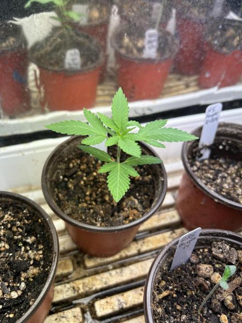 WSE - NYC Diesel. Week 3