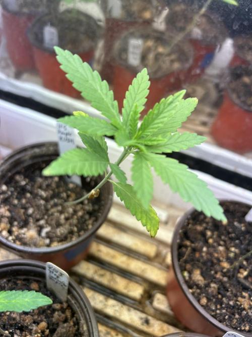 HS - Purple Kush. Week 3