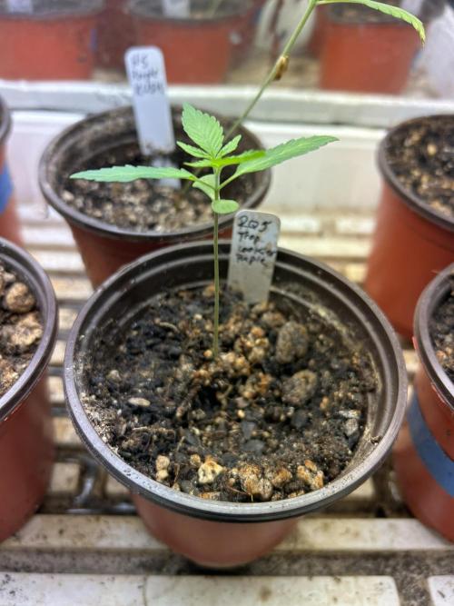 RQS - Tropicana Cookies Purple. Week 2