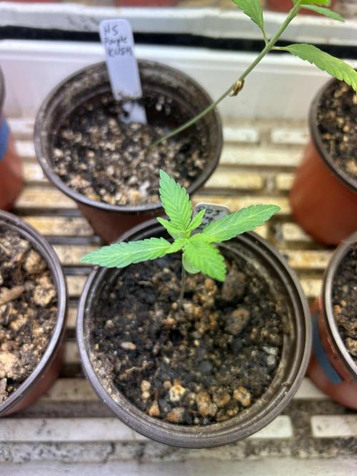 RQS - Tropicana Cookies Purple. Week 2