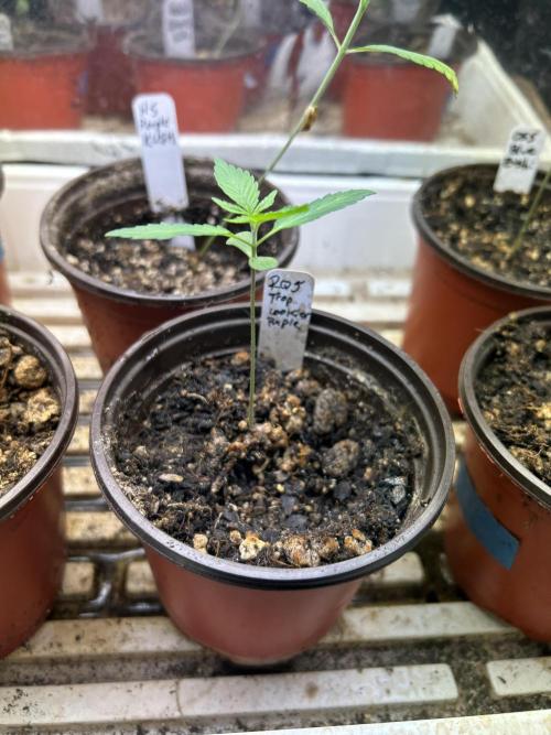 RQS - Tropicana Cookies Purple. Week 2 - 2/14/26