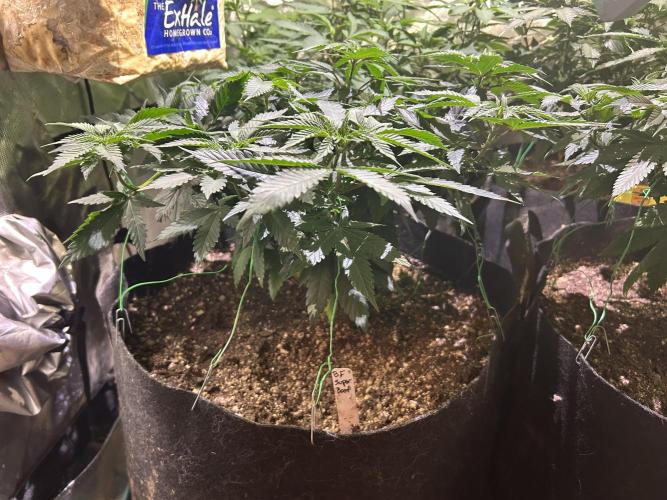 BF - Super Boof. Week 14