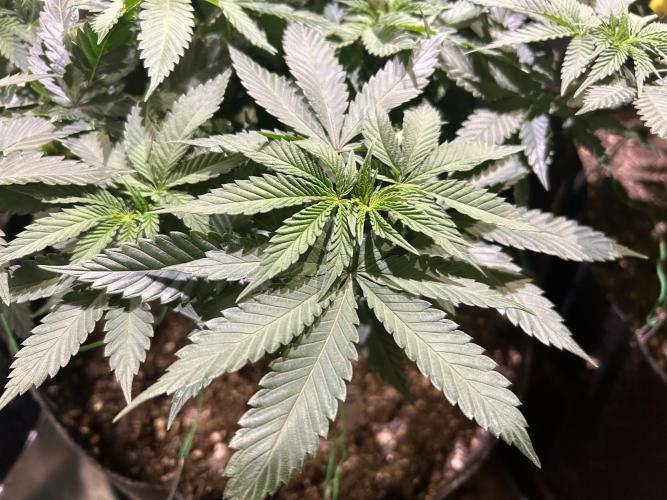 BF - Super Boof. Week 14