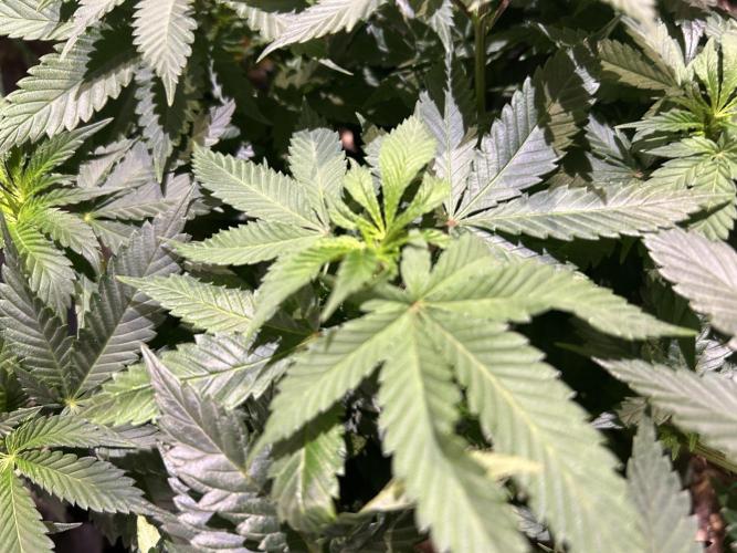 BF - Super Boof. Week 14