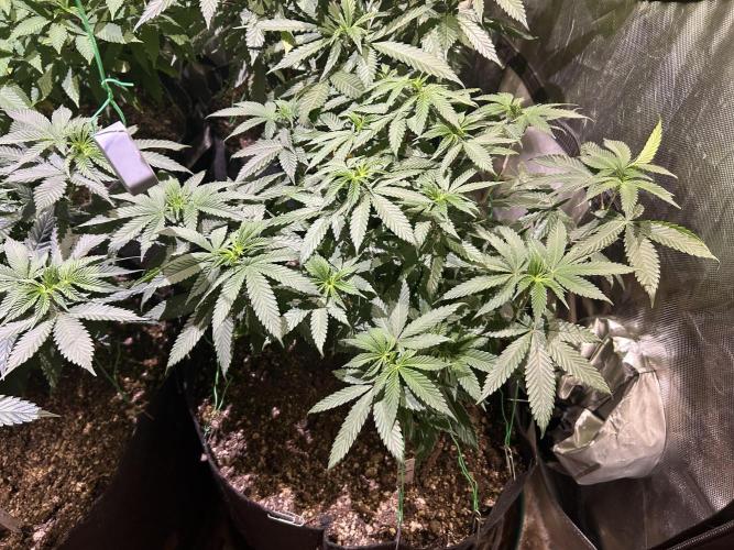 BF - RS11 x Banana OG. Week 14 - 2/14/26