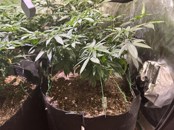 BF - RS11 x Banana OG. Week 14