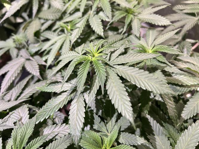 BF - RS11 x Banana OG. Week 14