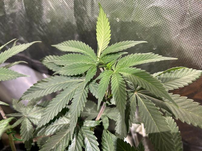 BF - RS11 x Banana OG. Week 14