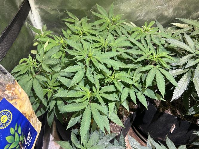 OSS - Blackwater. Week 17 - 2/14/26