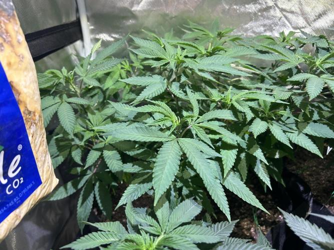 OSS - Blackwater. Week 17