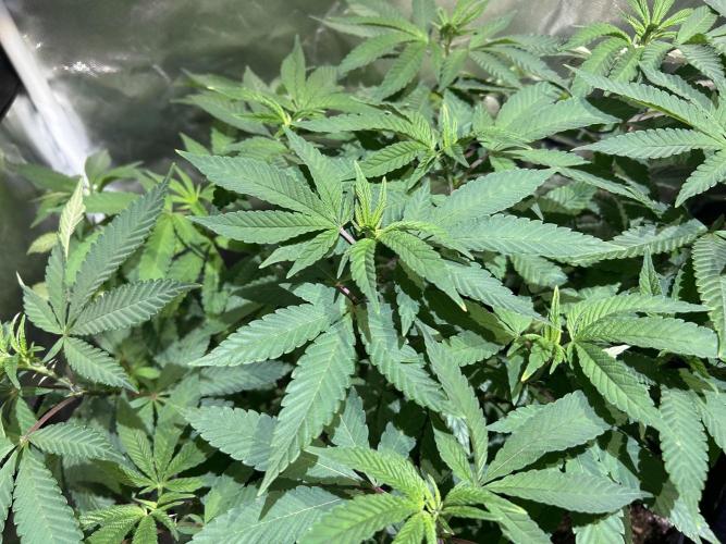 OSS - Blackwater. Week 17