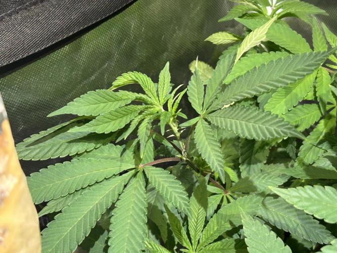 OSS - Blackwater. Week 17