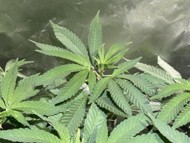 OSS - Blackwater. Week 17