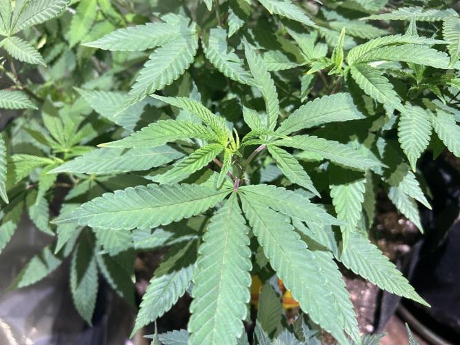 OSS - Blackwater. Week 17