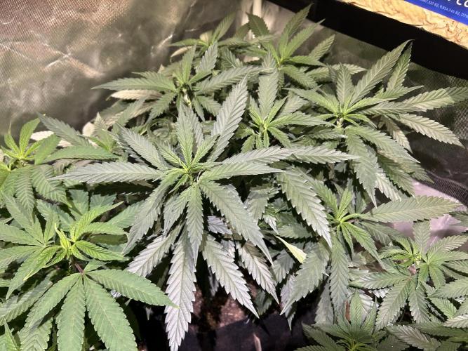 OSS - Tiramisu. Week 17 - 2/14/26